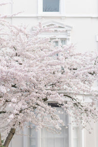 White Cherry Blossoms in Notting Hill