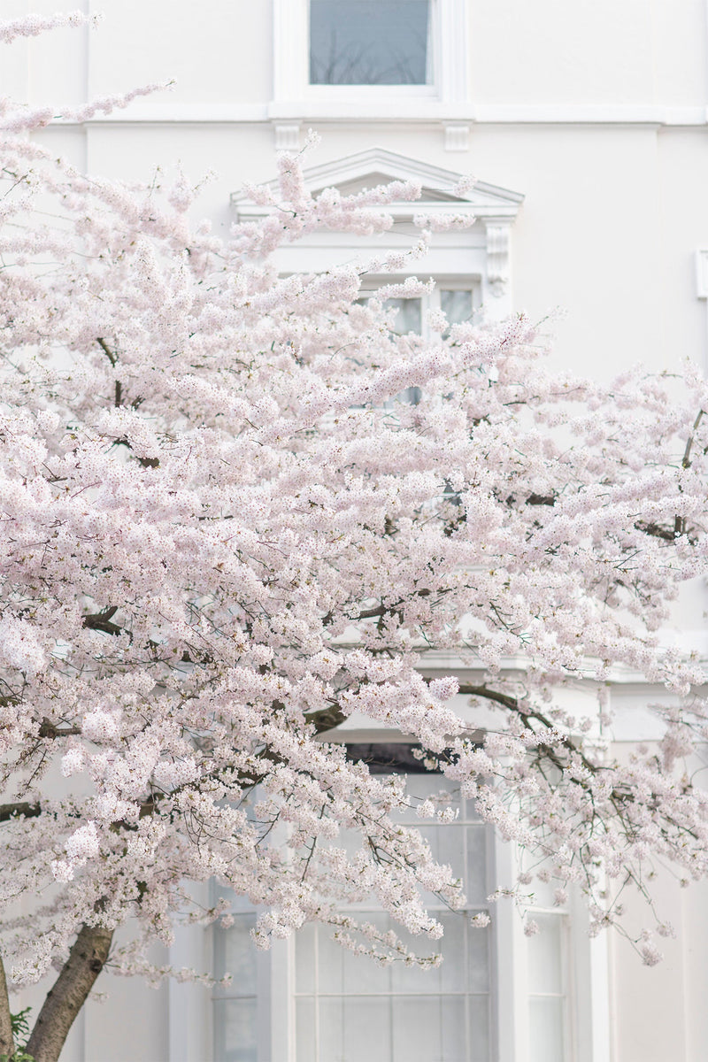 White Cherry Blossoms in Notting Hill