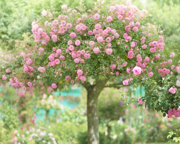 The Rose Tree