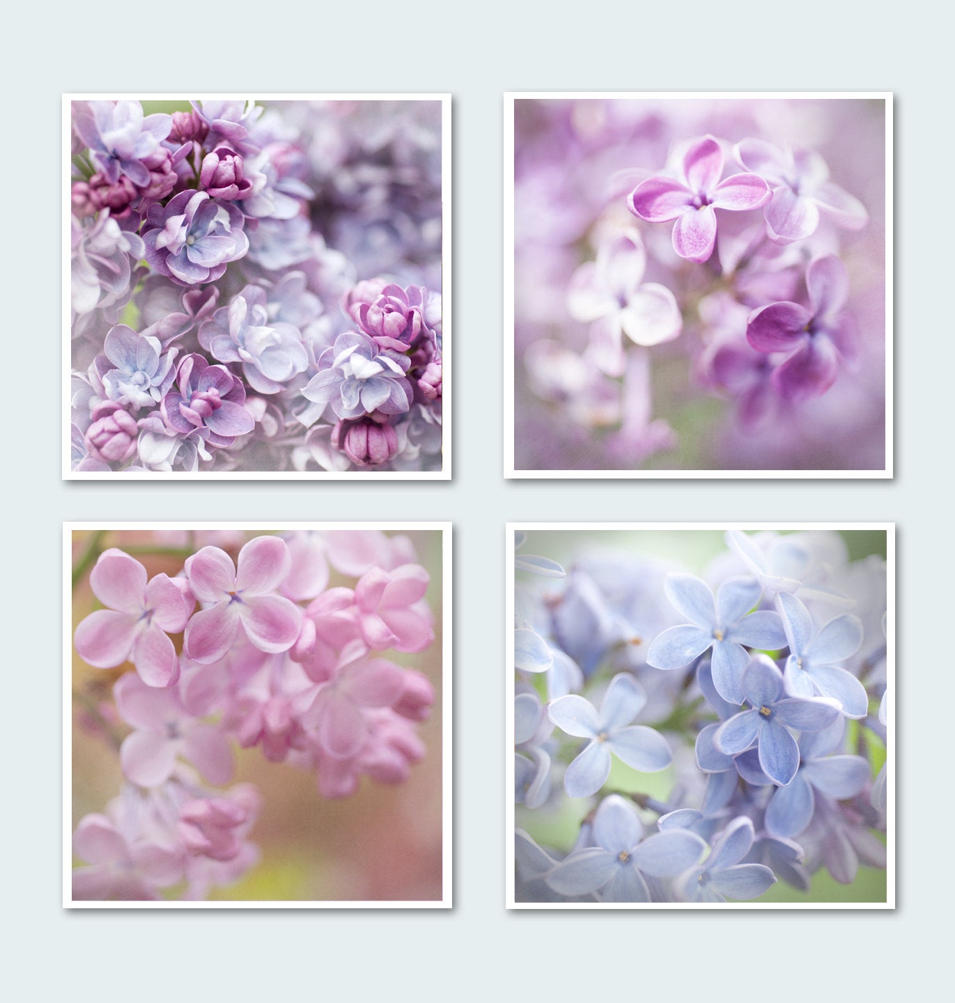 Many Shades of Lilac