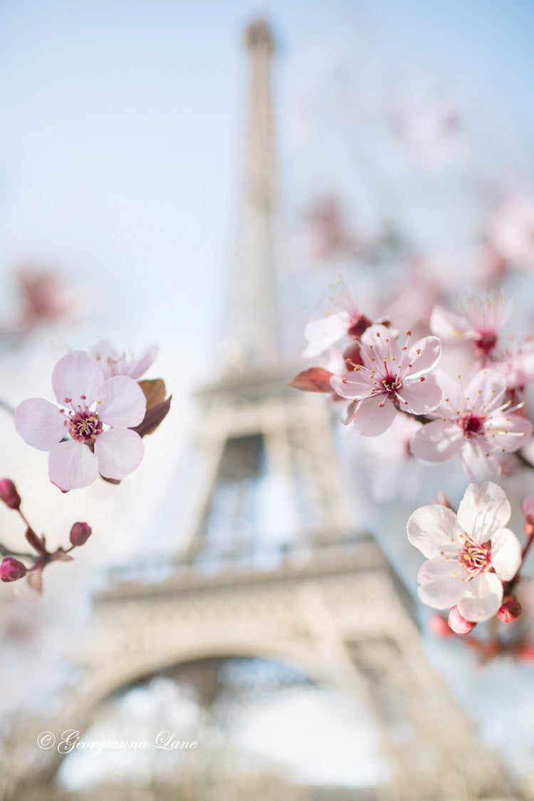Eiffel Tower with Plum Blossoms